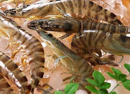 鮮活水產類：瀨尿蝦/皮皮蝦