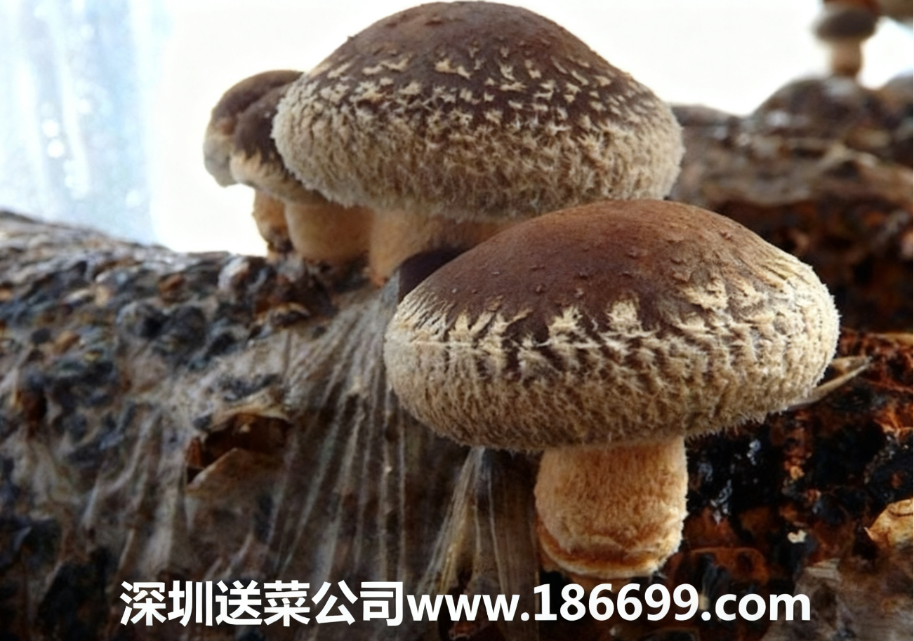 新手種香菇必看:大白話講透成本利潤+種植步驟,賺錢不用愁。