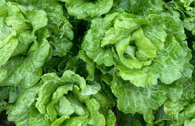 深圳送菜公司為您講解：為什么綠葉蔬菜不宜長時間燜煮？