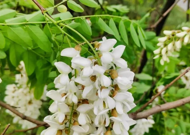 1774105254283502.png 槐花.png